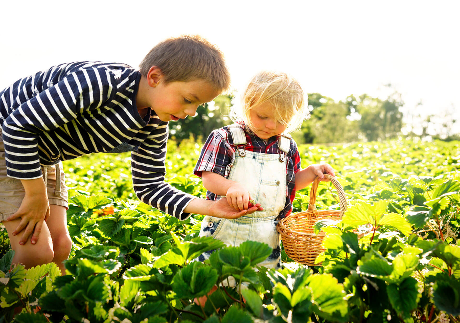 Sobre la entidad - Niños recogiendo verduras en una huerta