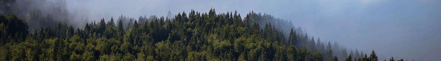 Garantia de segurança - Bosque de pinos con un cielo azul